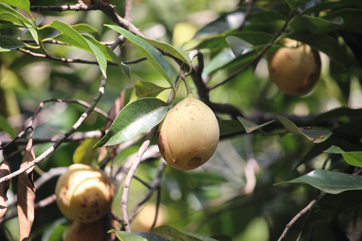 Myristica fragrans Houtt.